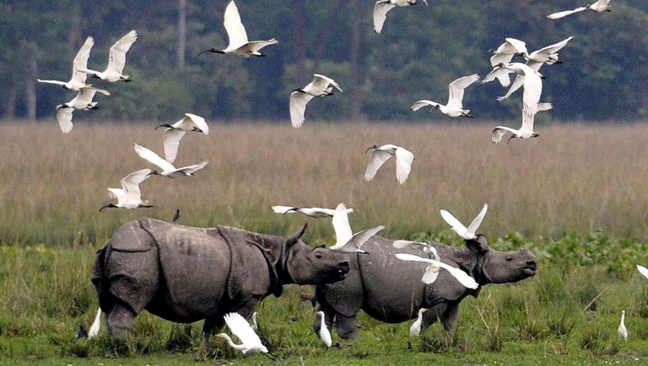 Kaziranga National Park: Explore Assam’s Wildlife Wonderland