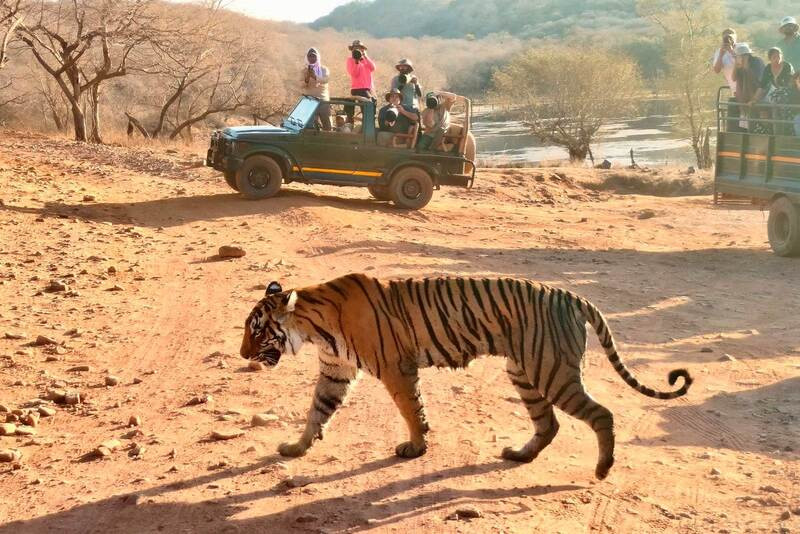 Ranthambore National Park: Explore Rajasthan’s Tiger Kingdom