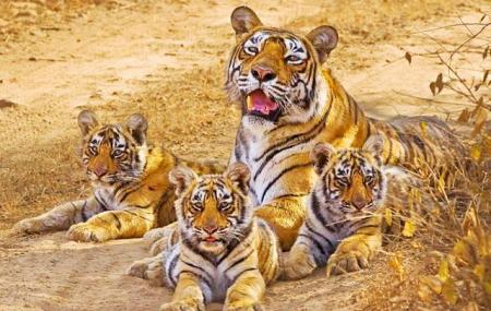 Sariska Tiger Reserve: Explore Rajasthan’s Wildlife Treasure