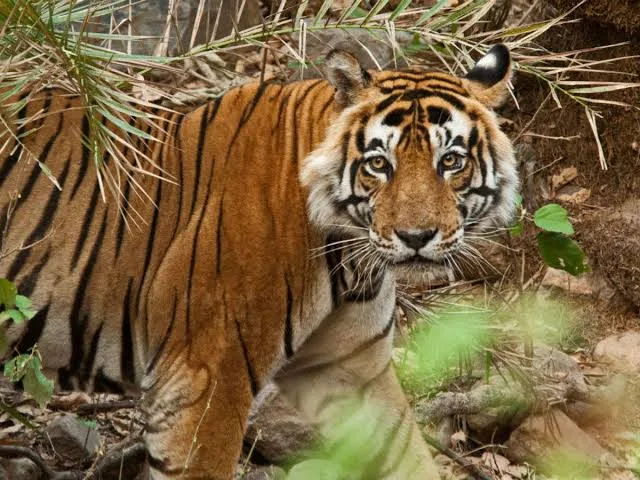 Sariska Tiger Reserve